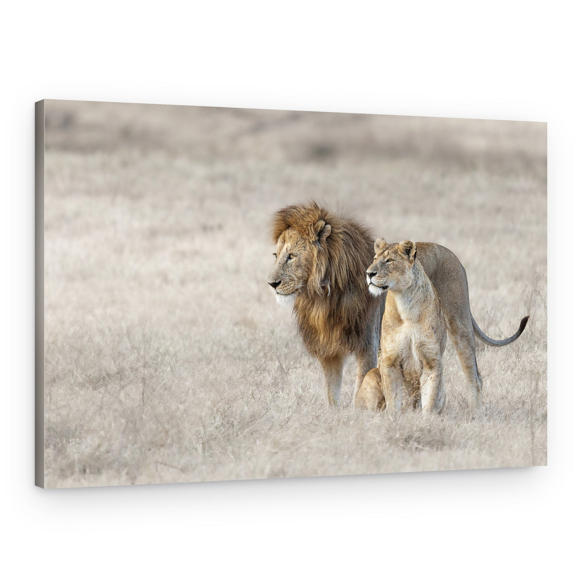 African Lion Couple – Canvas Print