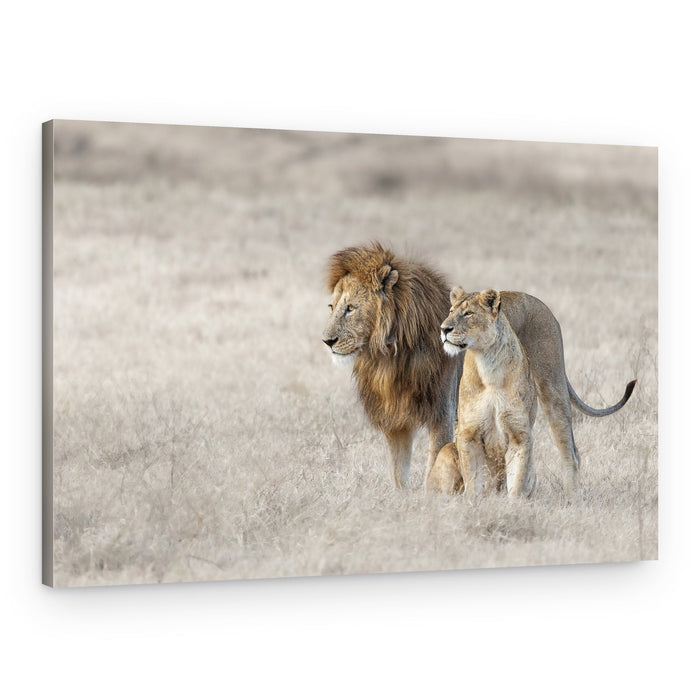African Lion Couple – Canvas Print