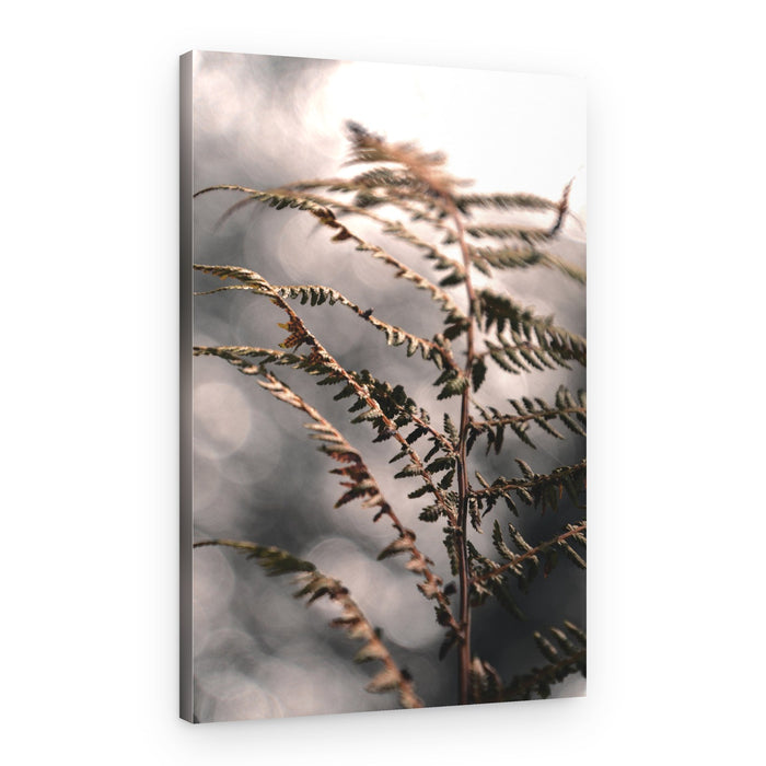 Delicate Autumn Fern – Canvas Print