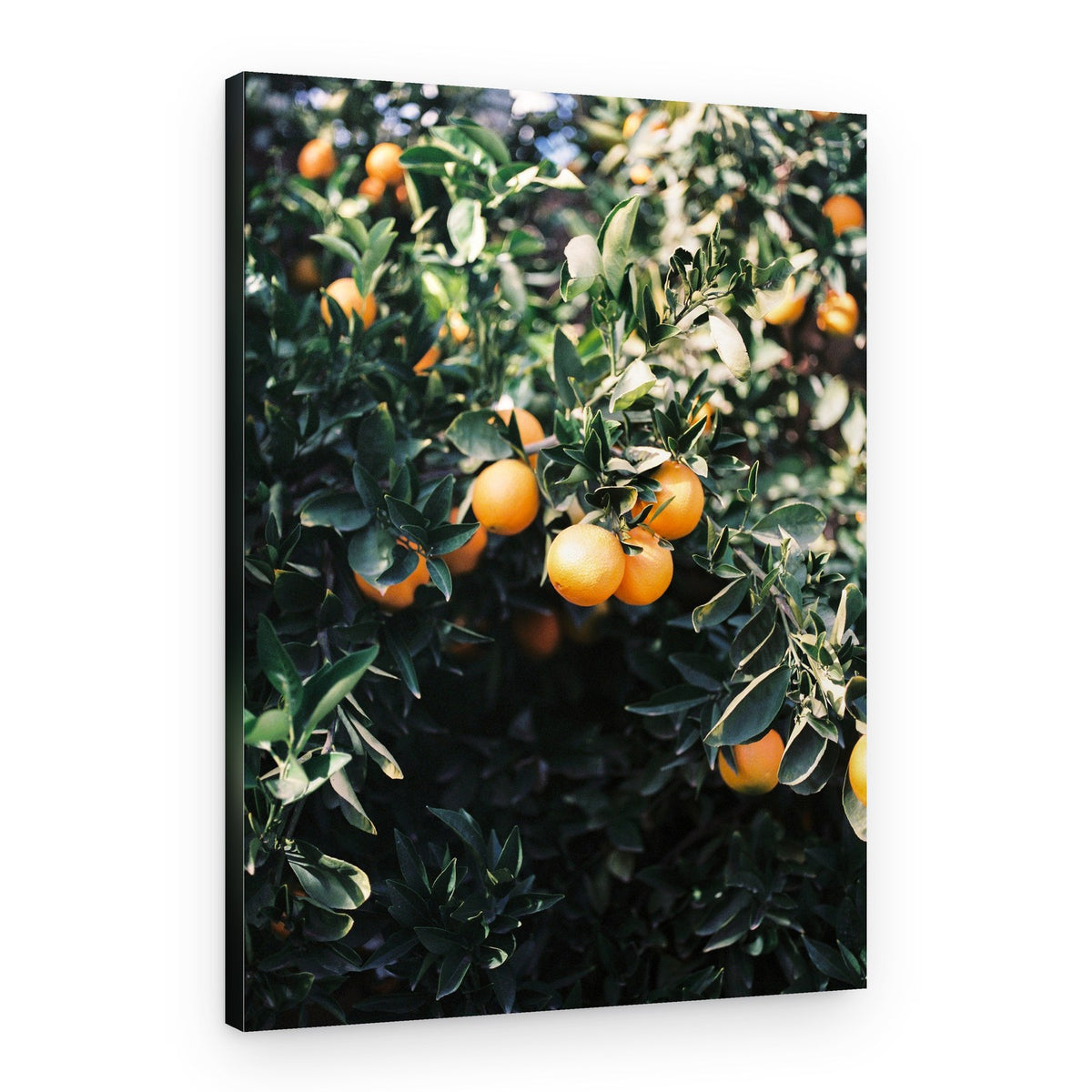 Marrakesh Oranges – Canvas Print