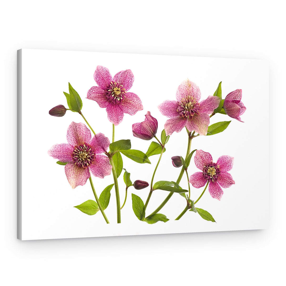 Pink Hellebore Blooms – Canvas Print