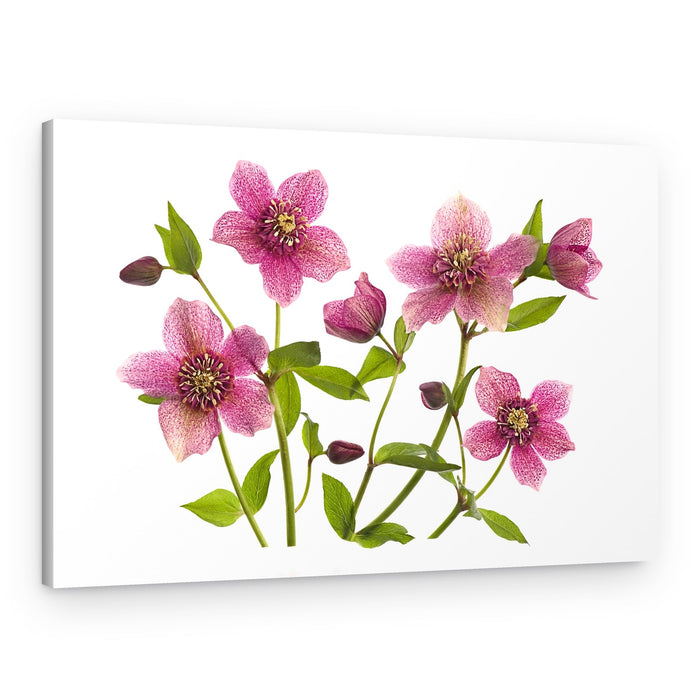 Pink Hellebore Blooms – Canvas Print