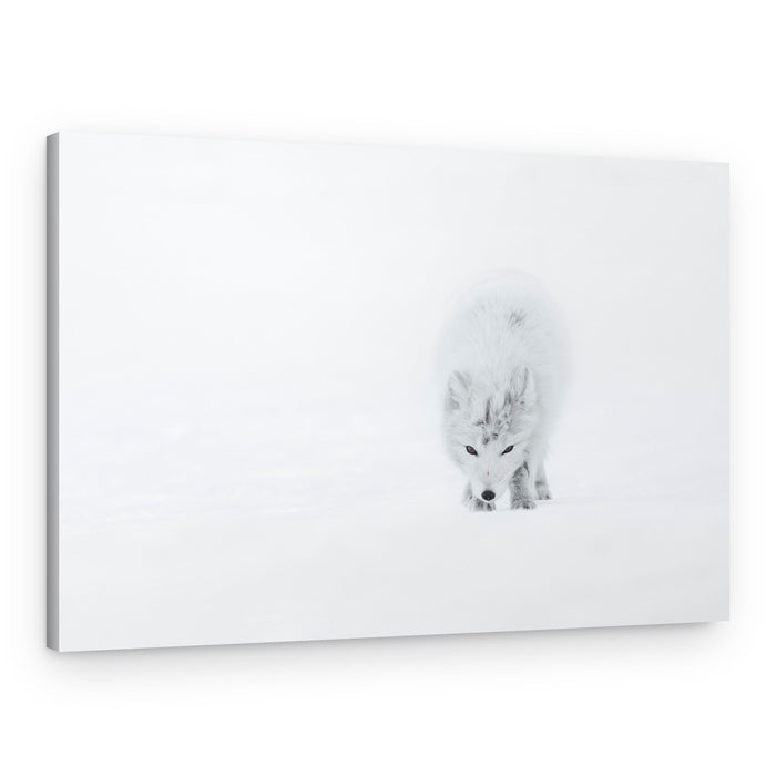 White Arctic Fox – Canvas Print