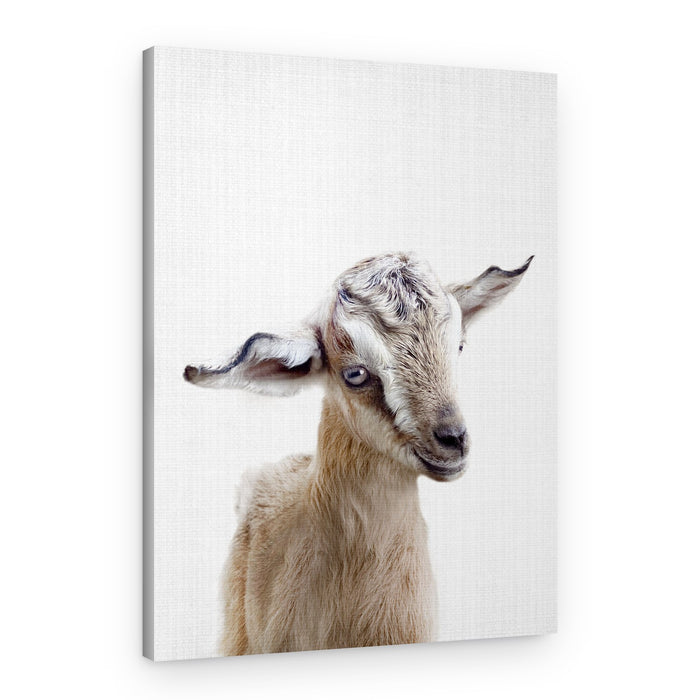 Curious Baby Goat – Canvas Print
