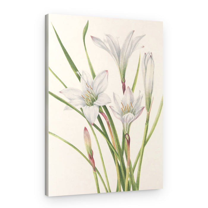 Atamasco Lily From North American Wildflowers (1925) By Mary Vaux Walcott – Canvas Print