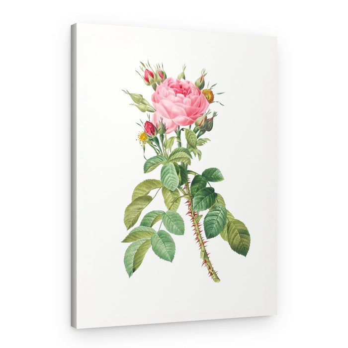 Rosa Bifera Macrocarpa, Les Roses (1817–1824) – Canvas Print