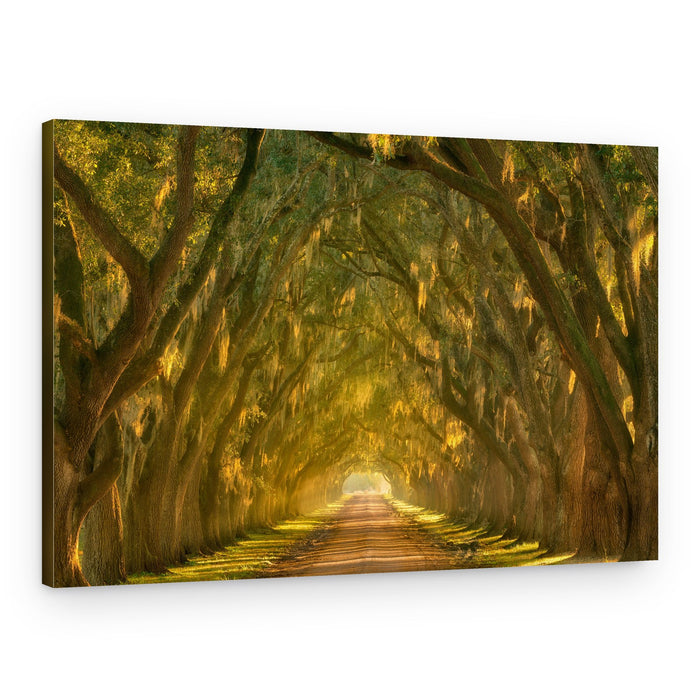 Golden Tree Tunnel – Canvas Print
