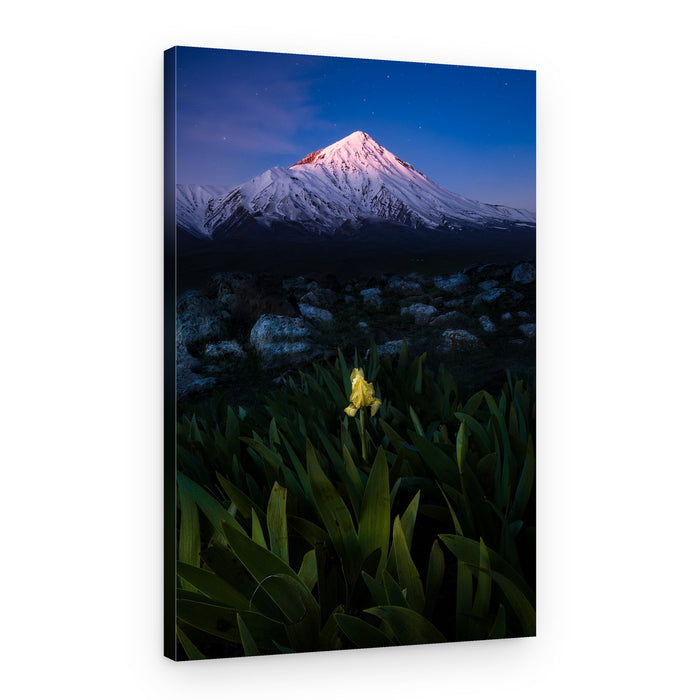 Starry Peak Yellow Iris – Canvas Print