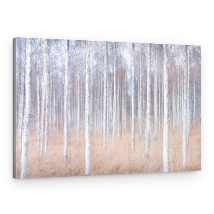 Dreamy Birch Forest – Canvas Print