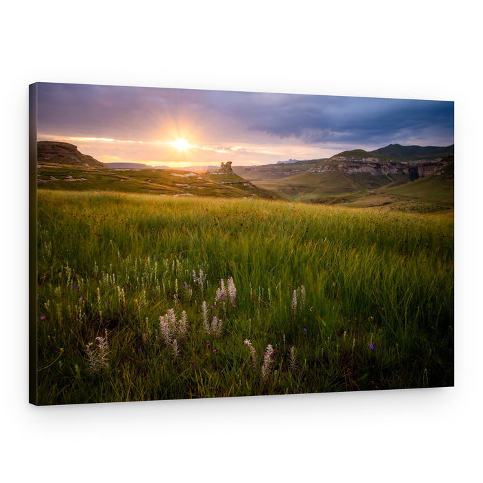 Golden Hills Wildflower Sunset – Canvas Print