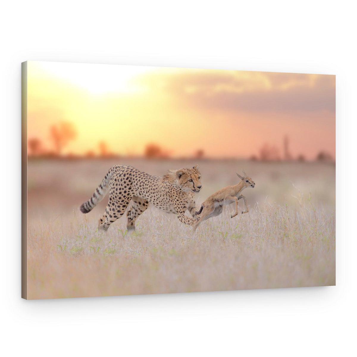 Cheetah Gazelle Sunset Chase – Canvas Print