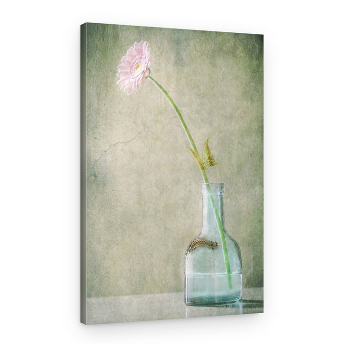 Pink Daisy And Caterpillar – Canvas Print