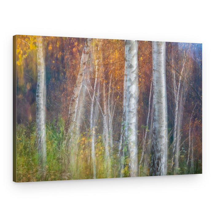 Golden Birch Woods – Canvas Print