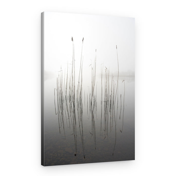 Misty Lake Reeds – Canvas Print
