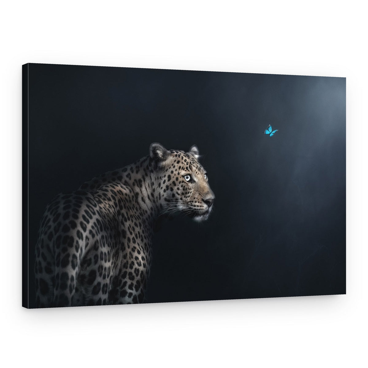 Leopard Butterfly Gaze – Canvas Print