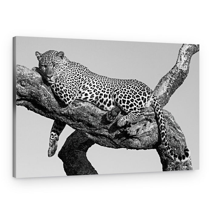 Spotted Leopard Resting – Canvas Print