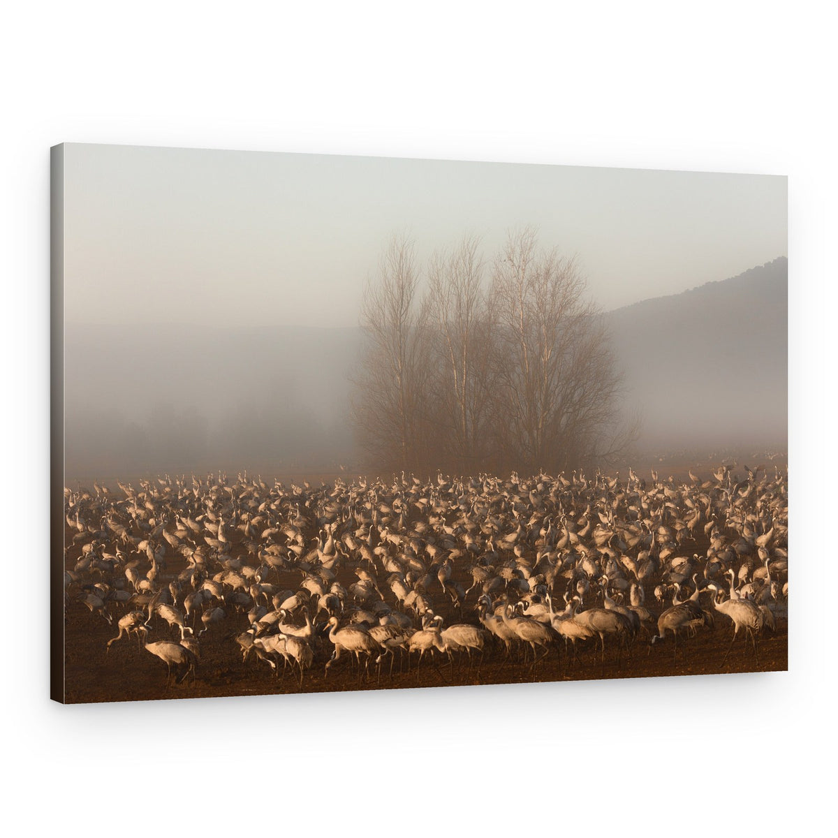 Cranes in Misty Morning – Canvas Print