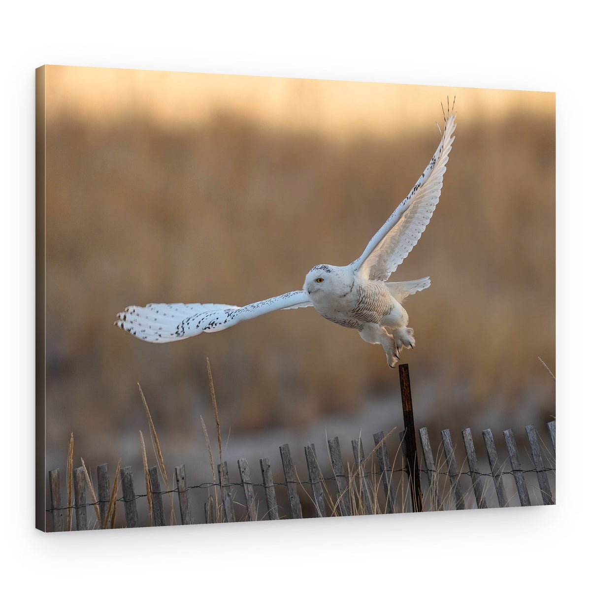 Snowy Owl Takes Flight – Canvas Print