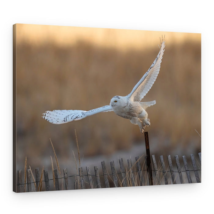 Snowy Owl Takes Flight – Canvas Print