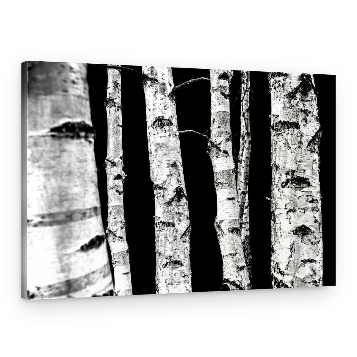 Birch Trees – Canvas Print