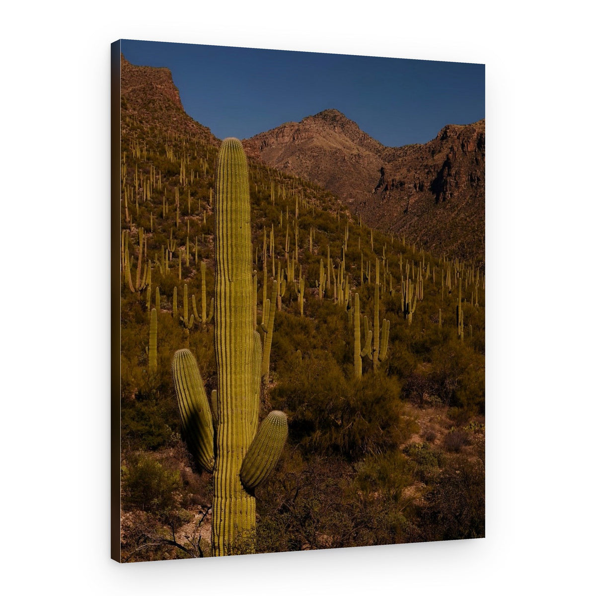 Saguaro Desert Mountains – Canvas Print
