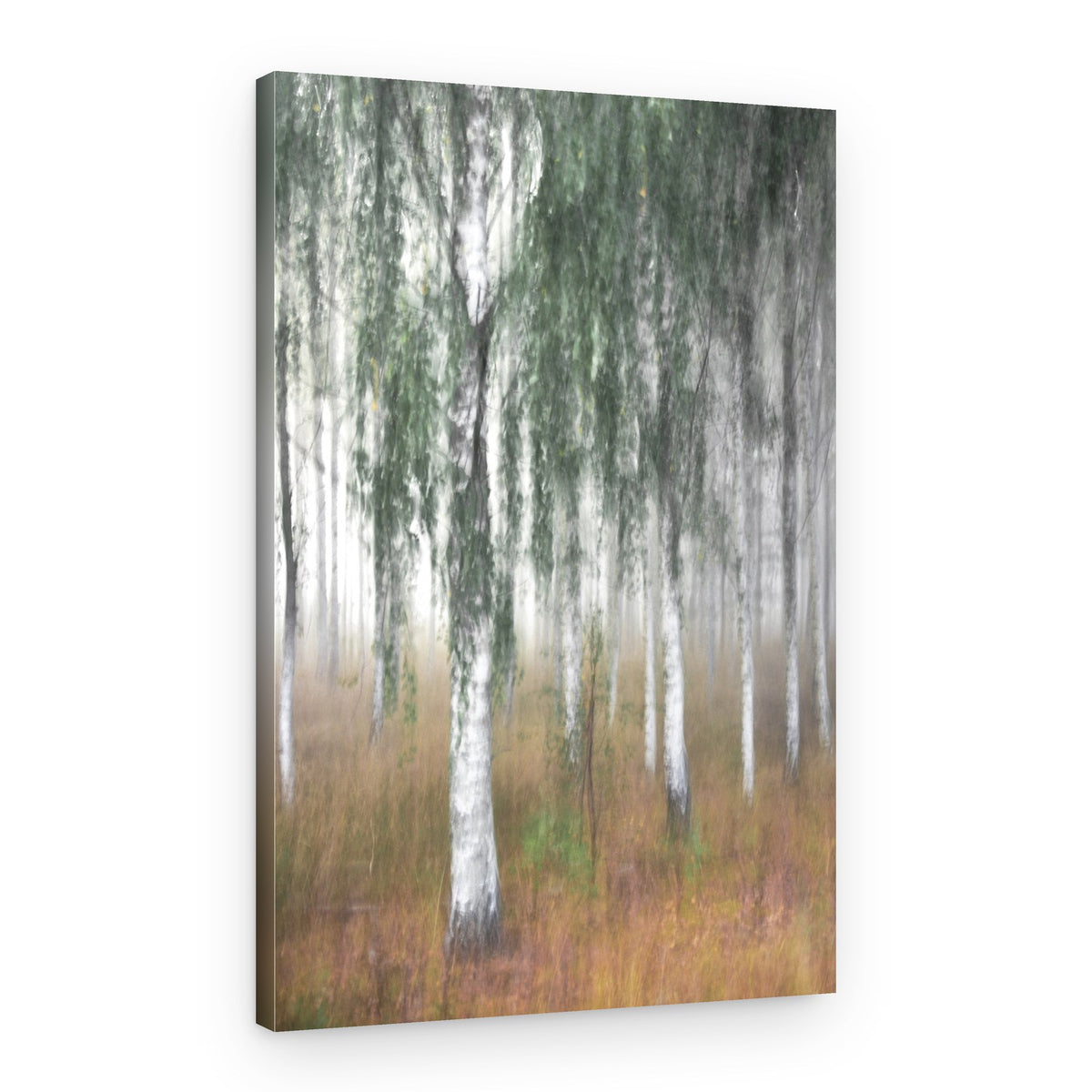 Misty Birch Forest – Canvas Print