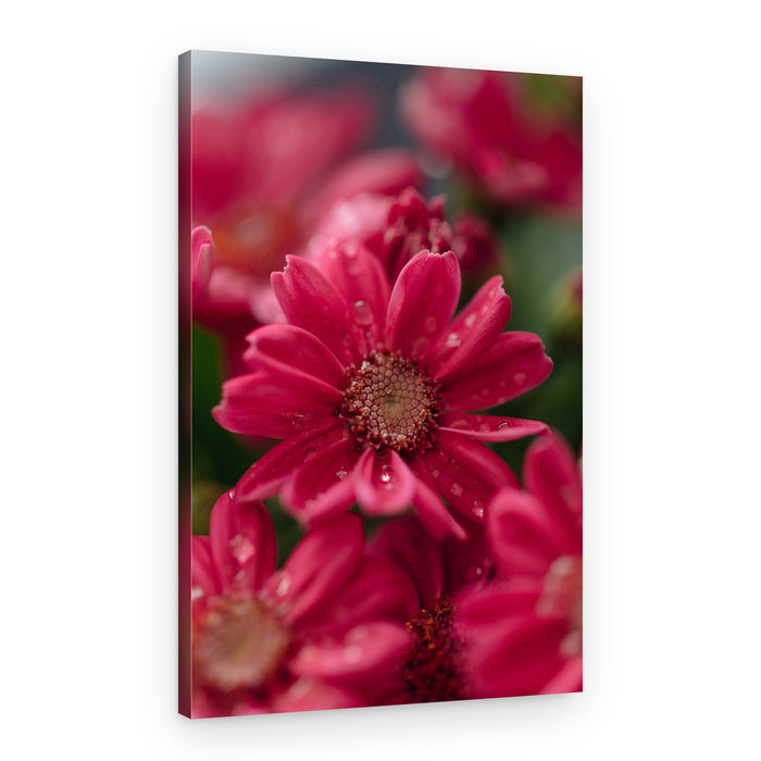 Vibrant Red Dewdrops – Canvas Print