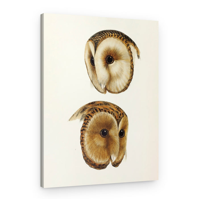 Masked Barn Owl – Canvas Print