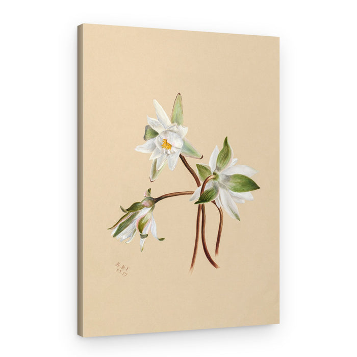 Water Lilies (1879) – Canvas Print