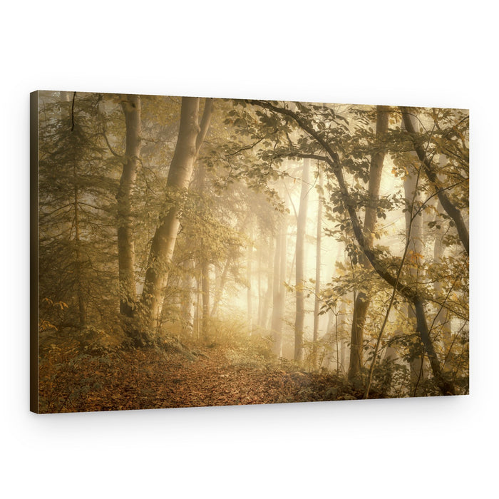Misty Golden Forest Path – Canvas Print