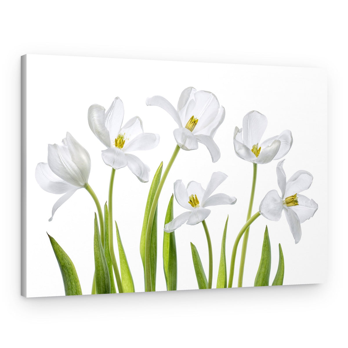 White Tulips – Canvas Print