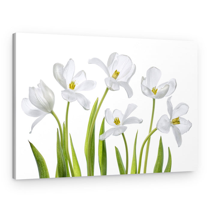 White Tulips – Canvas Print