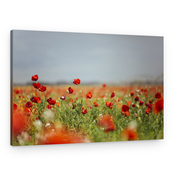 Red Poppy Field – Canvas Print