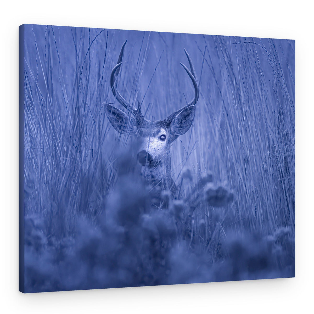 Hidden Blue Buck – Canvas Print