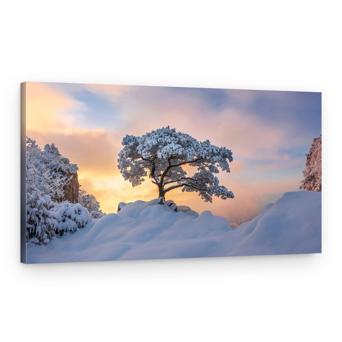 Winter Pine Golden Hour – Canvas Print