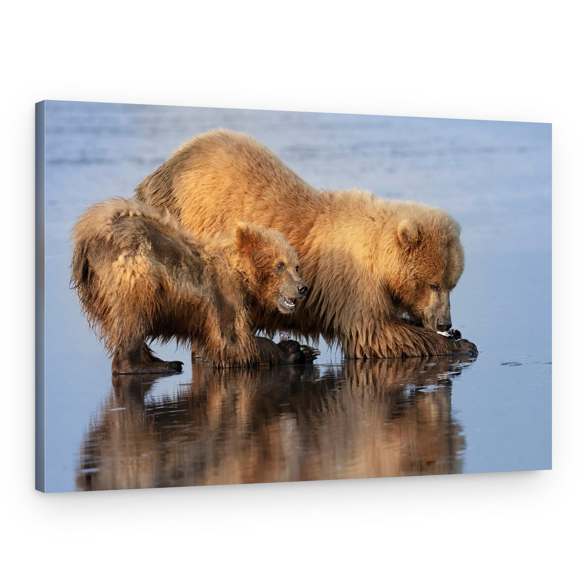 Grizzly Mother And Cub – Canvas Print