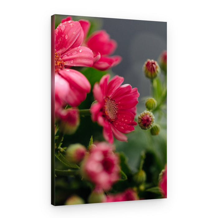 Dew Kissed Pink Flowers – Canvas Print