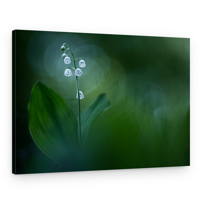 Delicate Lily of the Valley – Canvas Print