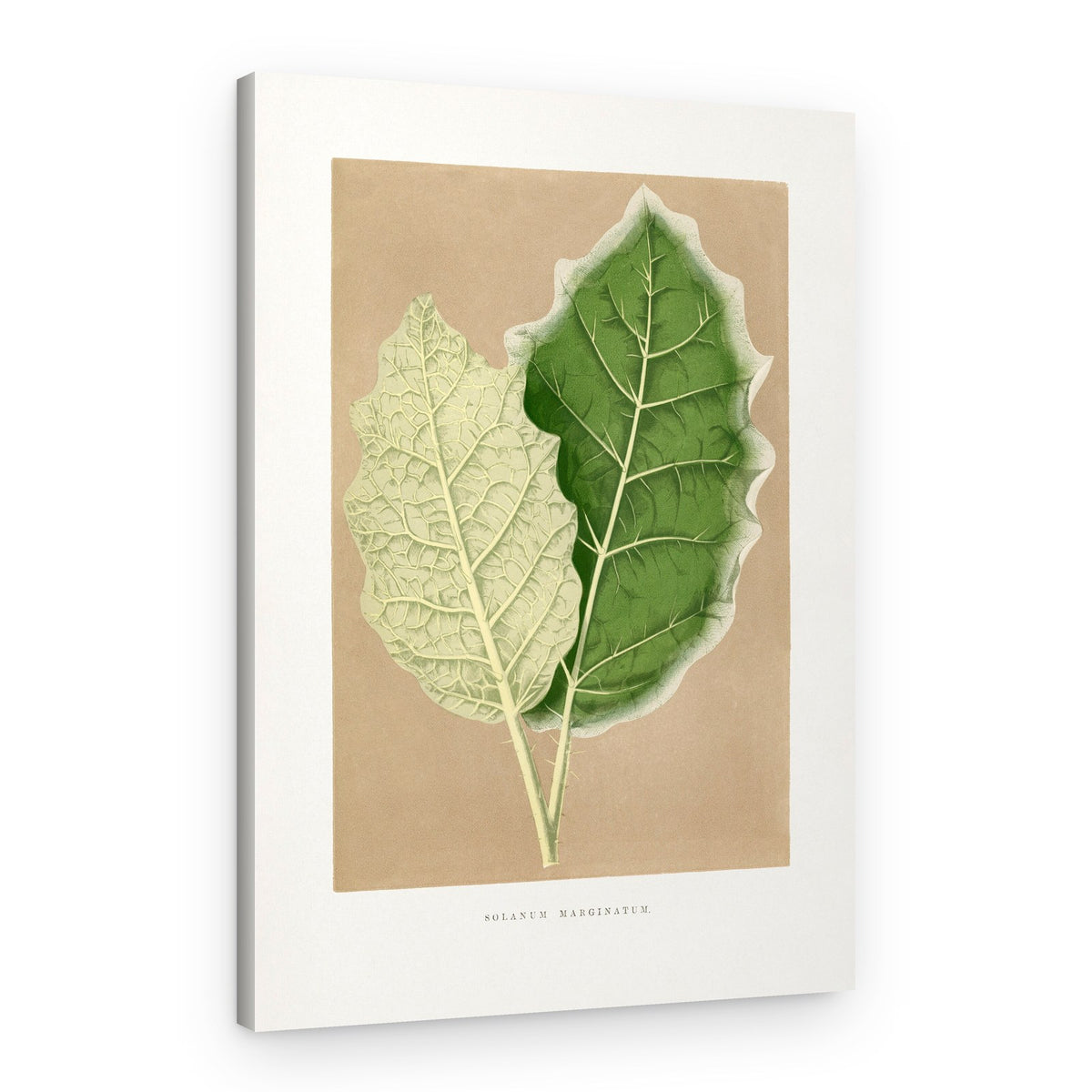 Green Solanum Marginatum Leaf Illustration – Canvas Print