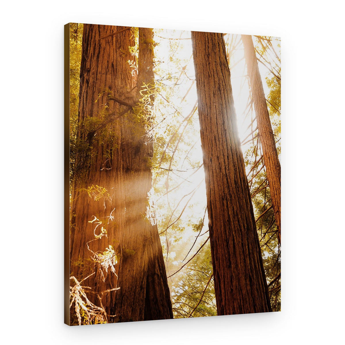 Majestic Forest Sunlight – Canvas Print