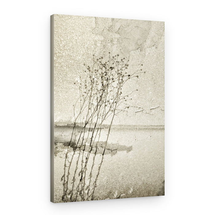 Rustic Botanical Study – Canvas Print