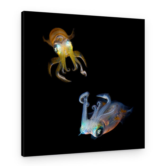 Shimmering Baby Squids – Canvas Print