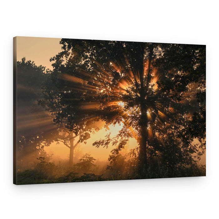 Misty Golden Sun Rays – Canvas Print