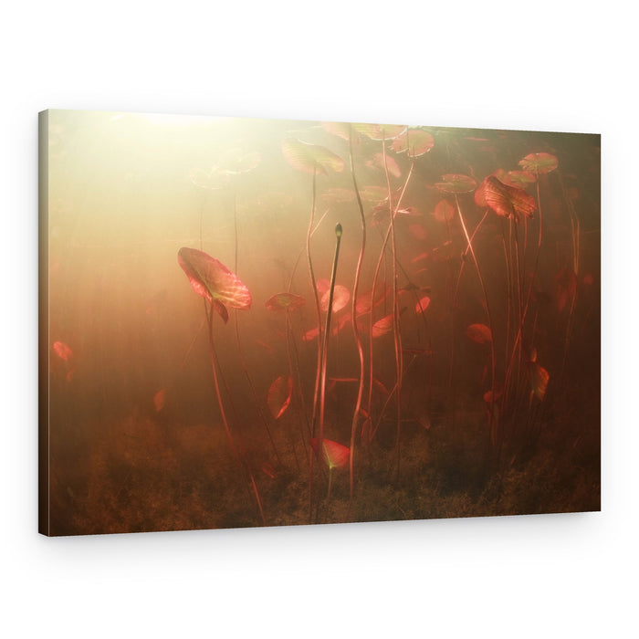 Underwater Lily Glow – Canvas Print
