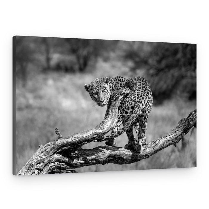 Watchful Leopard On Branch – Canvas Print