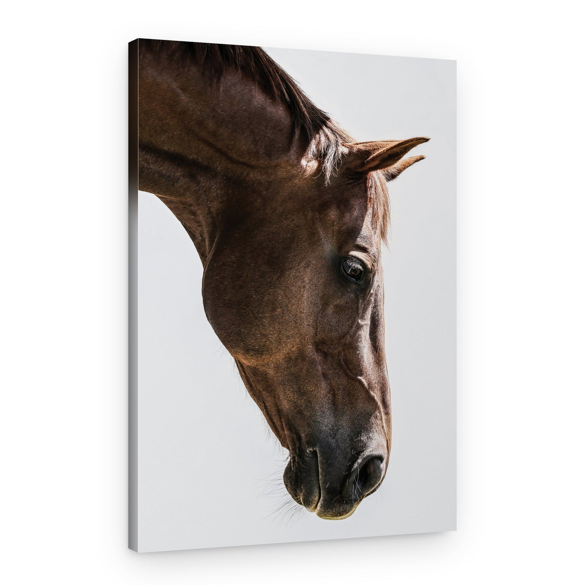 Portrait of a Horse Head – Canvas Print