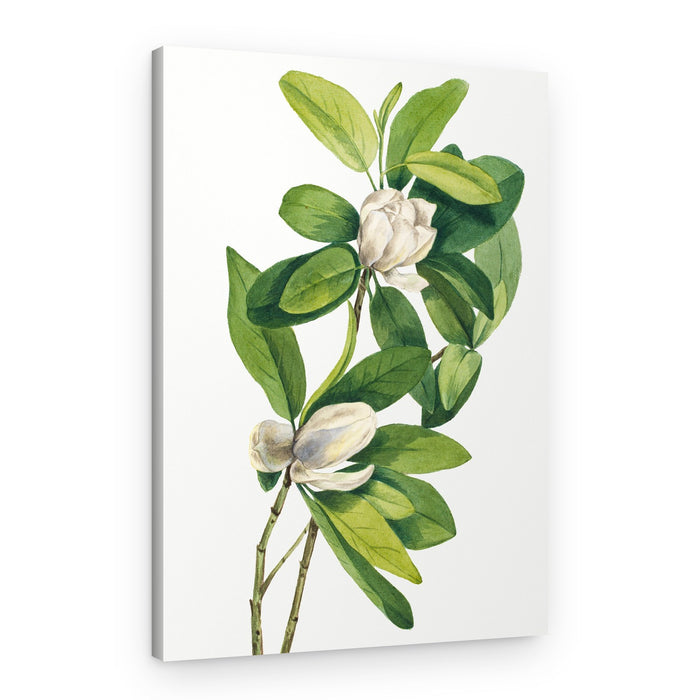 Swamp Magnolia (1918) – Canvas Print