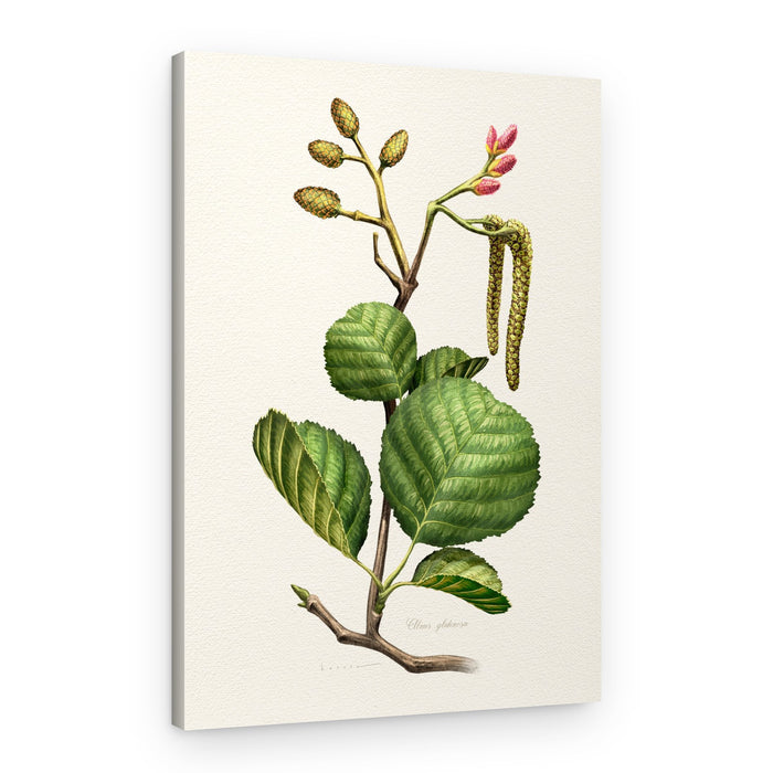 Alder Botanical Study – Canvas Print