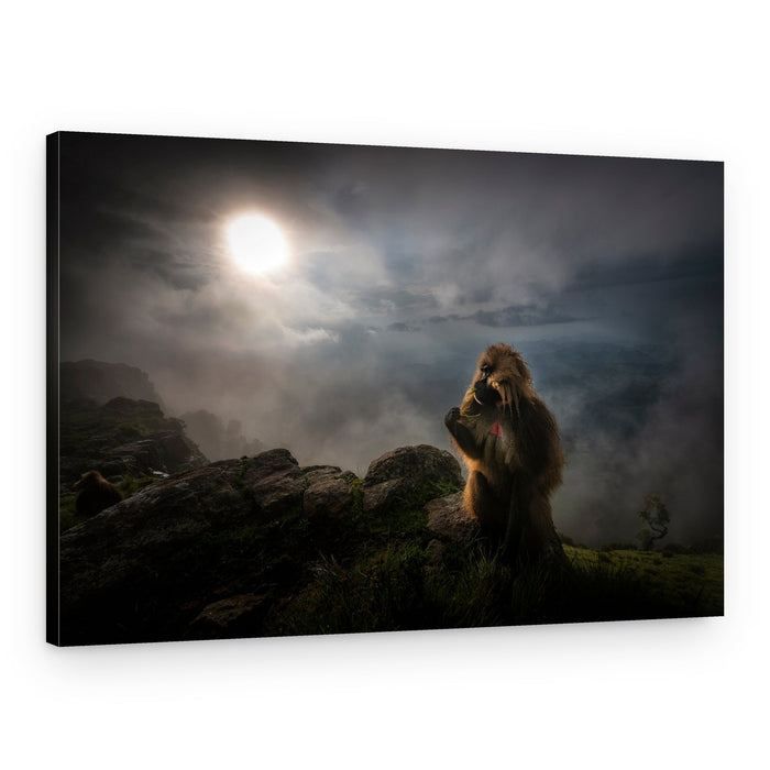 Misty Mountain Baboon – Canvas Print