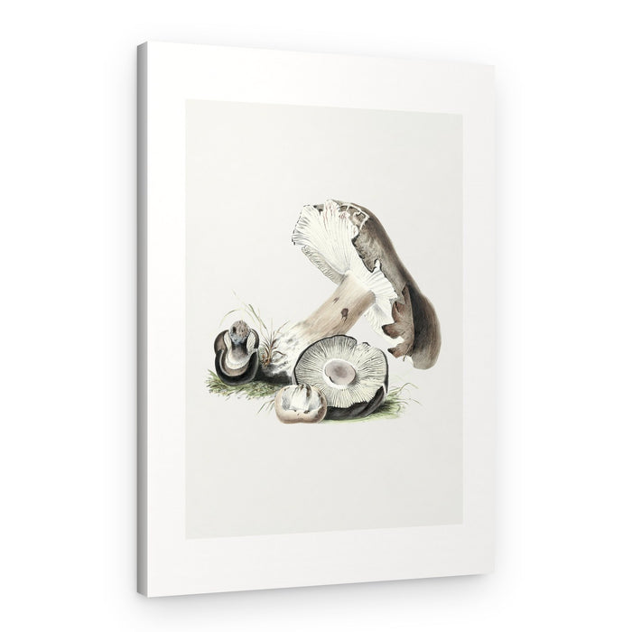 Vintage Agaricus Augustus Mushroom 50x70 – Canvas Print